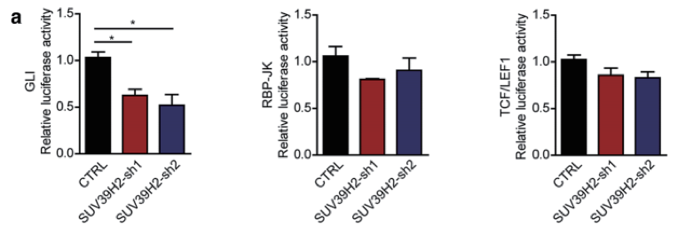 报告基因慢病毒-萤火虫荧光素酶 (Luciferase)/海