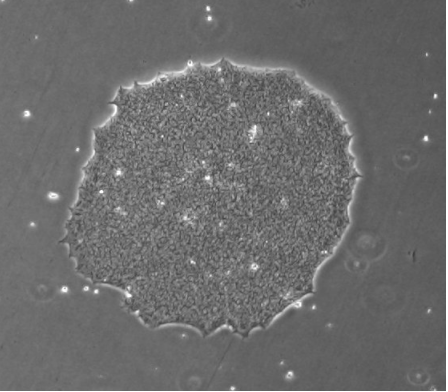 iPSC体外技术服务平台