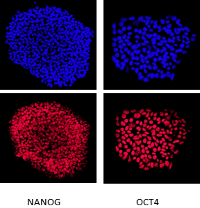 iPSC体外技术服务平台