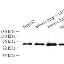 Anti-STAT3 Rabbit pAb