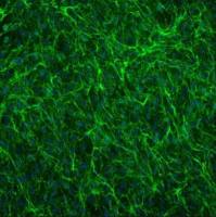 人脊髓纤维环细胞