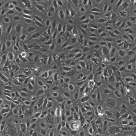 人睾丸血管内皮细胞