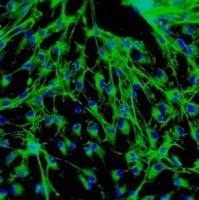 人心脏成纤维细胞--胎儿心房