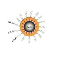 Fe3o4纳米粒子被球形核酸(SNA)和聚多巴胺(PDA)修饰