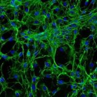 人心脏成纤维细胞（Sciencell进口）