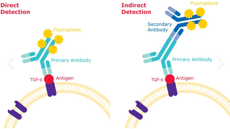 直接法和间接法流式抗体结合原理