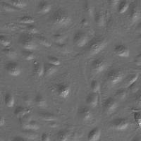 人硬脑膜微血管内皮细胞