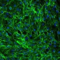 人真皮成纤维细胞-胎儿 HDF(Sciencell进口)