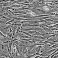 人前脂肪细胞--皮下(Sciencell进口)