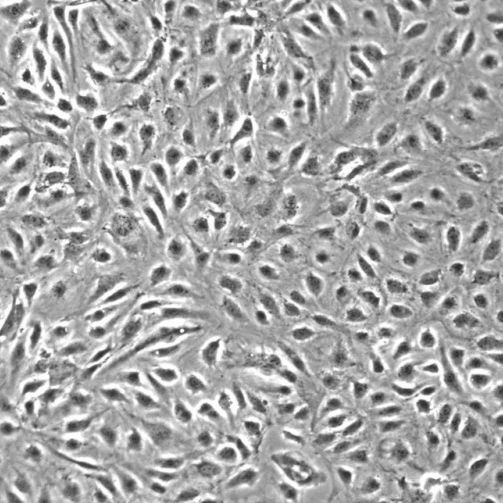人肠微血管内皮细胞