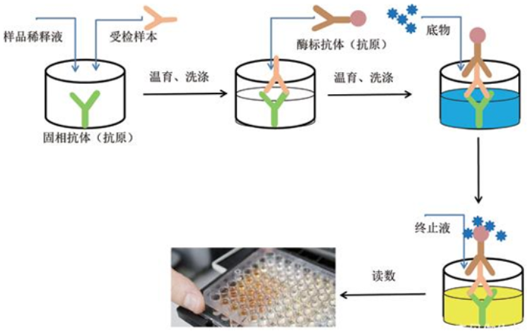 间接法ELISA实验基本流程示例