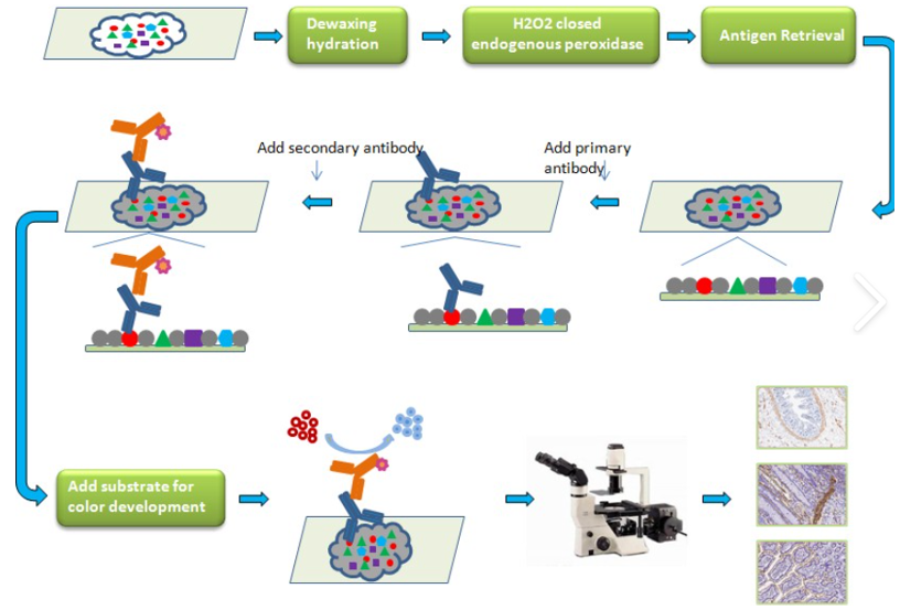 免疫荧光实验流程图