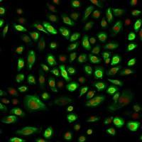 人中耳上皮细胞