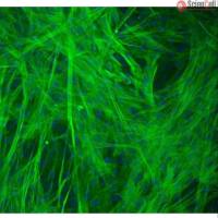 人胃平滑肌细胞