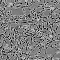 人间充质干细胞-肝脏 HMSC-he（Sciencell进口）