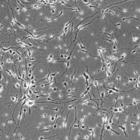 人神经元 HN(Sciencell进口)