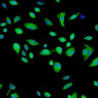 人胸腺上皮细胞