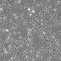 人虹膜成纤维细胞