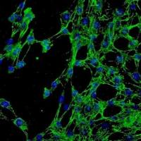 人结膜成纤维细胞