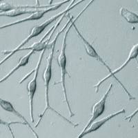 人黑色素细胞--成人