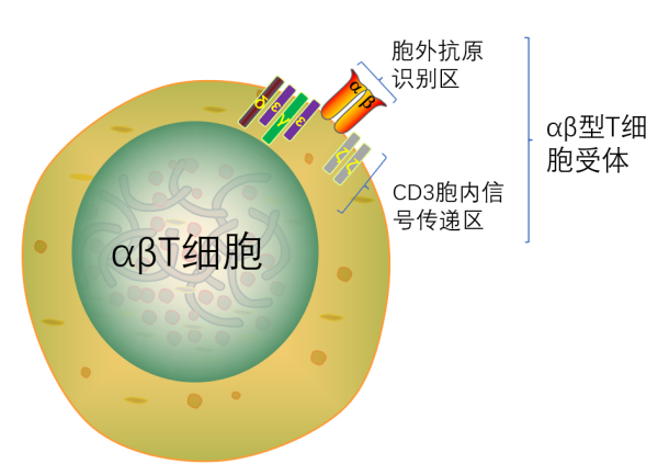 重磅上市 | MaxSortin™ TCR αβ分选磁珠