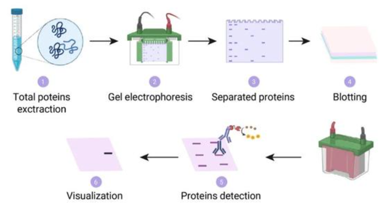 Western-Blot实验基本流程示例