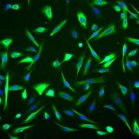 人乳腺上皮细胞