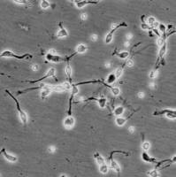 人脑干神经元 HN-bs （Sciencell进口）