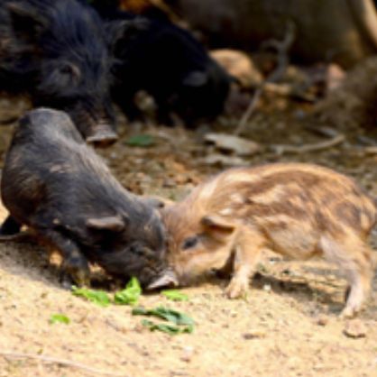 实验动物西藏小型猪