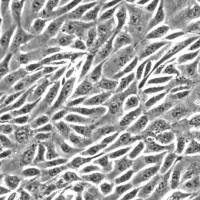 人肾脏上皮细胞HREpiC（Sciencell进口）
