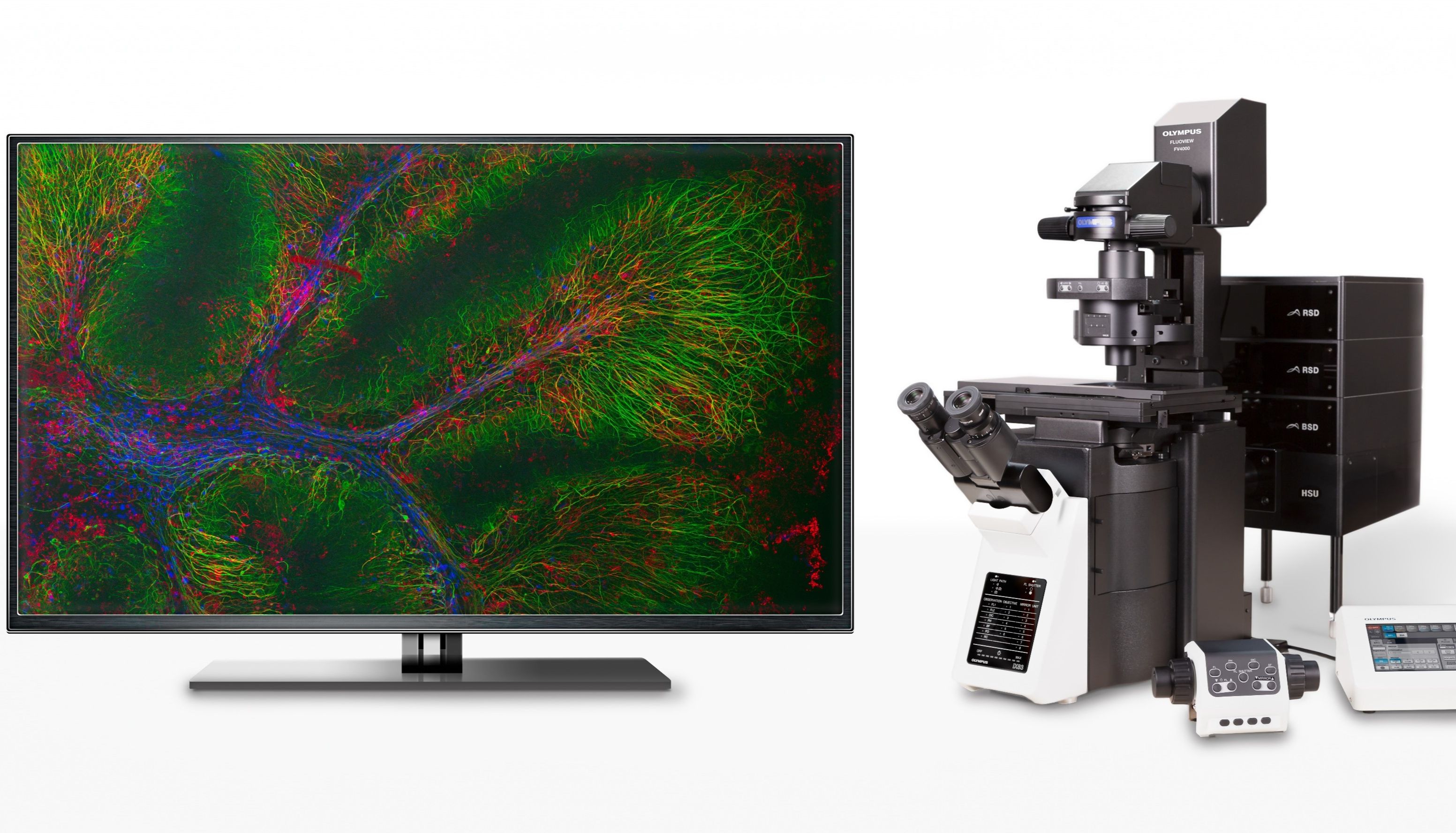 禁止“焦绿”！EVIDENT共聚焦显微镜助力中国热科院热带作物研究