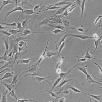 人肾上腺皮质细胞