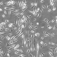 人小神经胶质细胞