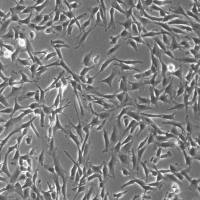 人直肠成纤维细胞