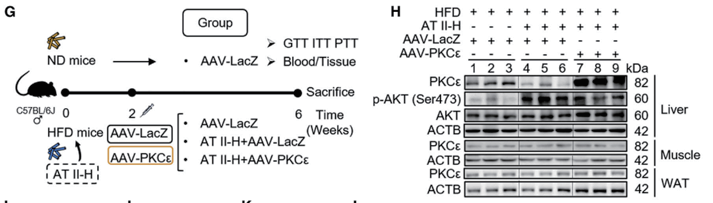 过表达AAV定制服务