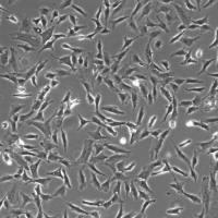 人视网膜星形胶质细胞