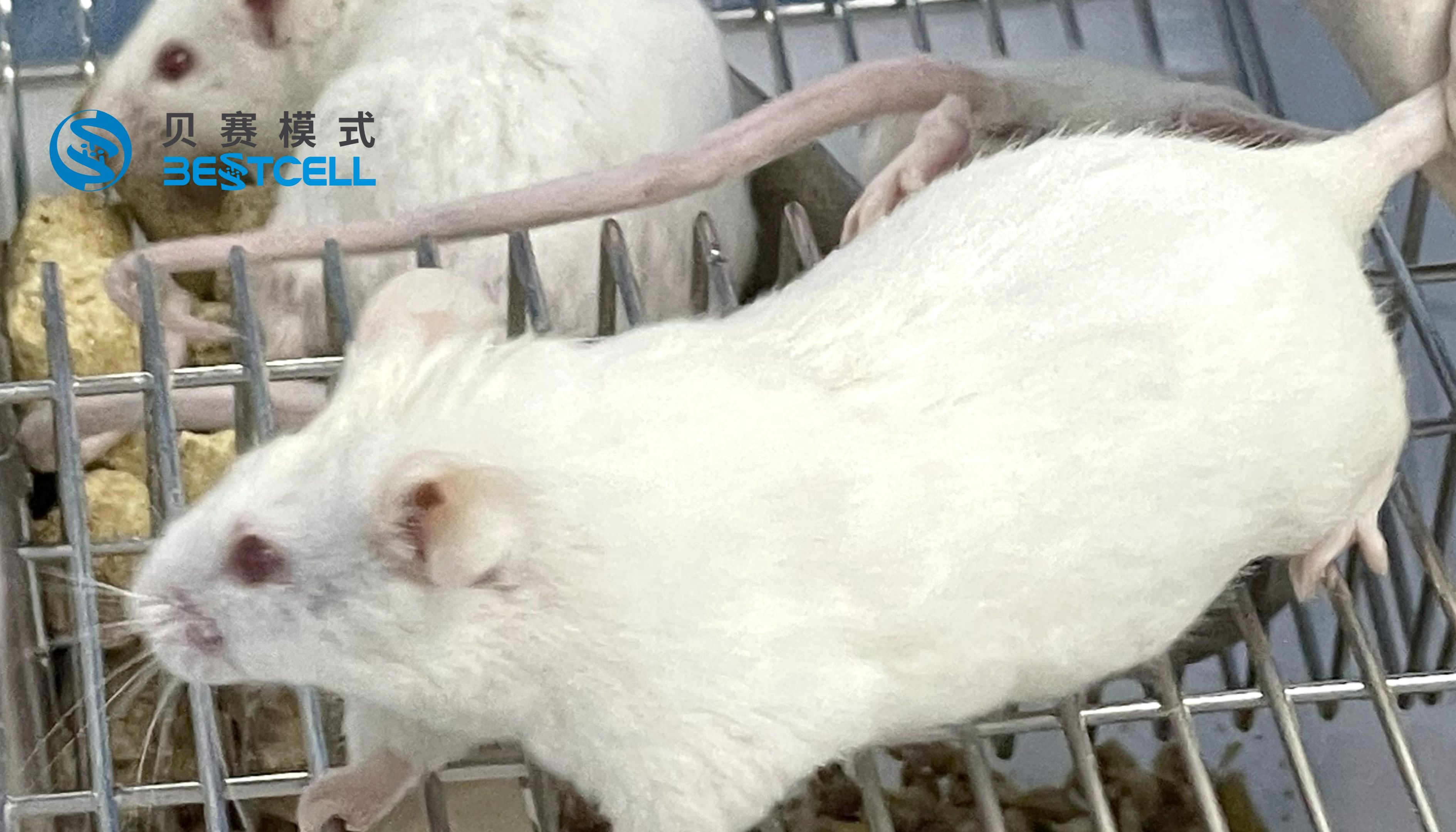 动物模型 | 矽肺小鼠模型