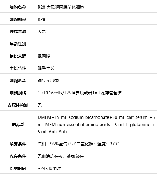 大鼠视网膜前体细胞R28