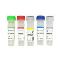 牛腺病毒3型探针法PCR试剂盒