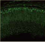 0514676975094086.gif 4.gif