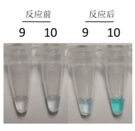 马疱疹病毒间接ELISA抗体检测试剂盒