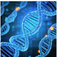 全基因组甲基化测序