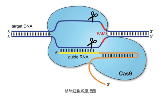 Crispr基因编辑细胞系-敲除细胞系构建服务