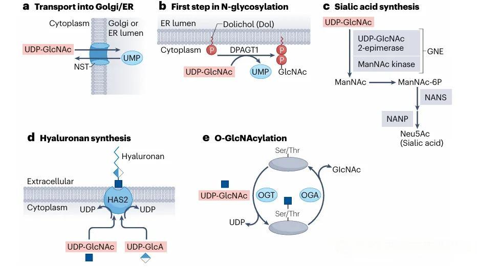 UDP-GlcNAc代谢途径