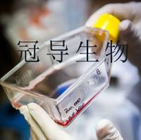 Sf9昆虫卵巢传代细胞|送STR图谱