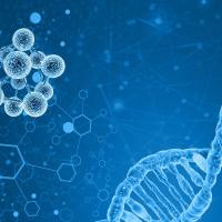 过表达稳定细胞系构建