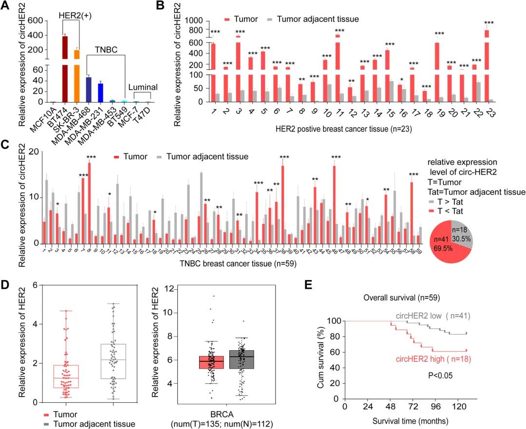 检测circHER2在部分乳腺癌系中高表达，同时也在部分TNBC临床样品中高表达
