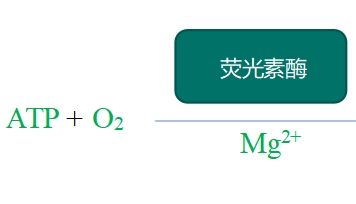 细胞ATP发光检测攻略