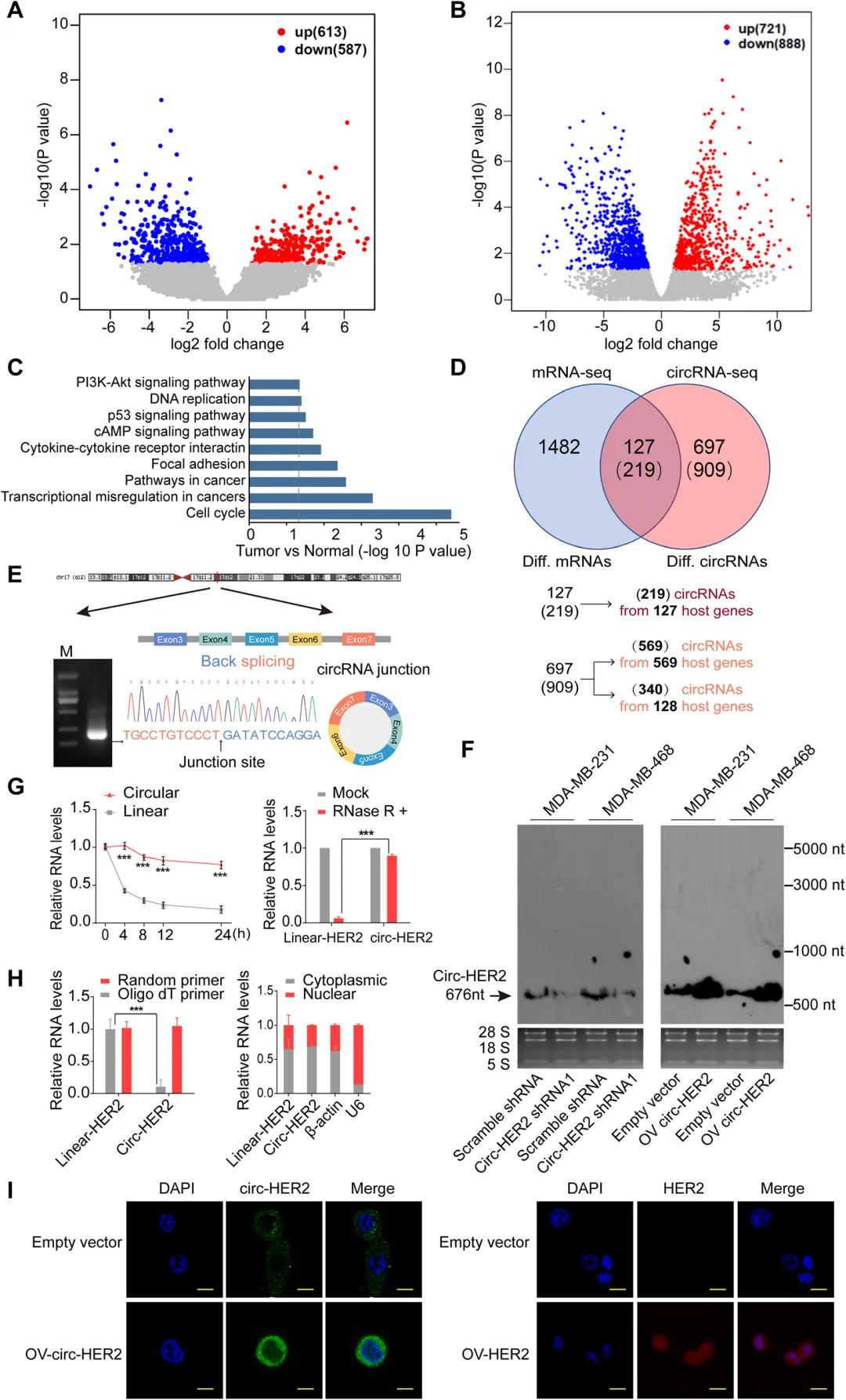筛选到circHER2并确定其呈环性并定位在细胞质