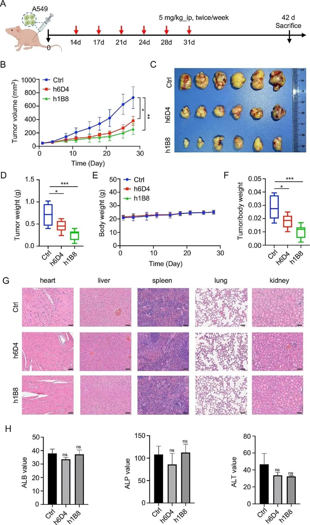 人源化单克隆抗体